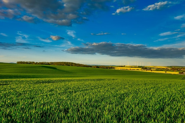 Green fields of young wheat on a spring