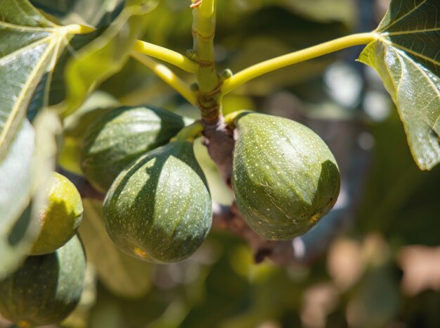 Green fig fruits ripening on the branch of the fig tree close up in a sunny day