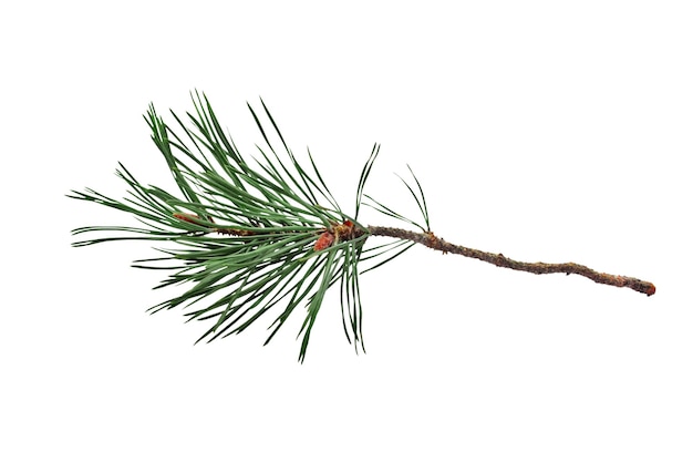 Green fir tree spruce branch with needles isolated on white background. High quality photo