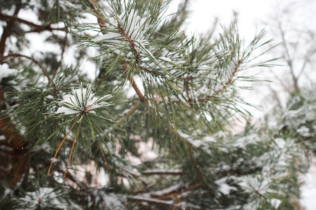 green fir trees in the snow on a white background