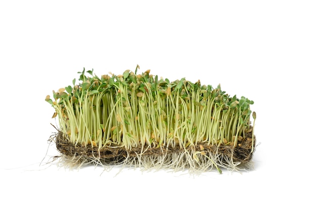 Green flax sprouts on a white surface, useful microgreen on a white surface, close up