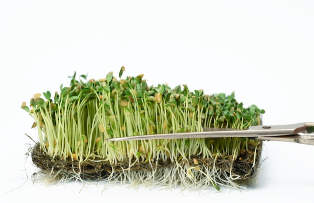 Green flax sprouts on a white surface, useful microgreen on a white surface, close up