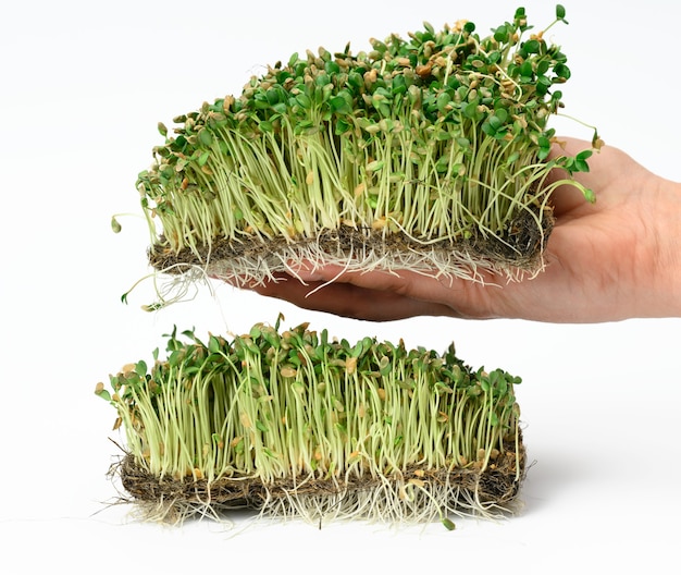 Green flax sprouts on a white surface, useful microgreen on a white surface, detox