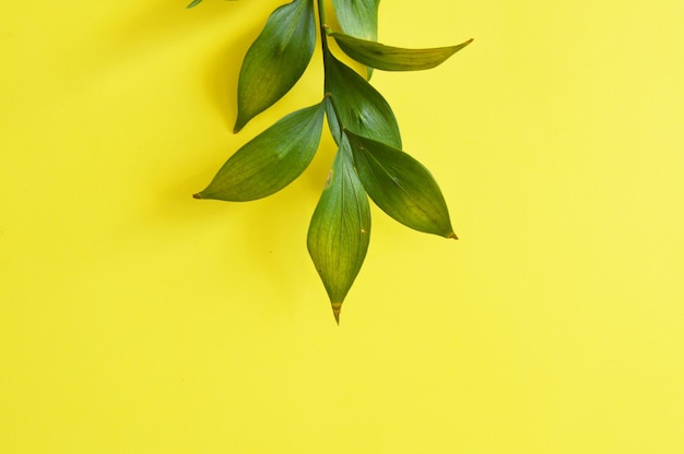 Green flower branch on yellow background