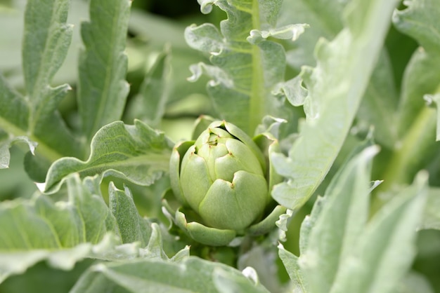 Green flower buds with leaves in park spring gardening concept