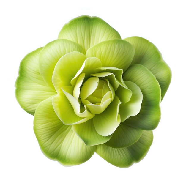 Green Flower from Above on White Background AI Generated