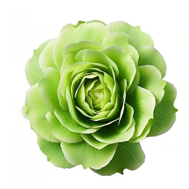 Green Flower from Above on White Background AI Generated