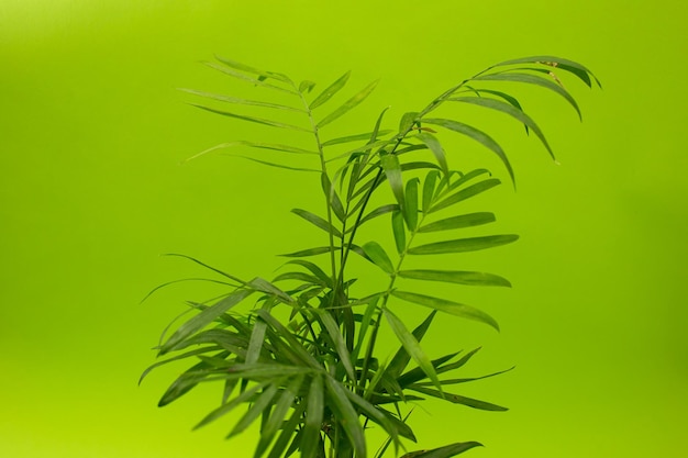 Green flower in a gray pot on a green background monochrome