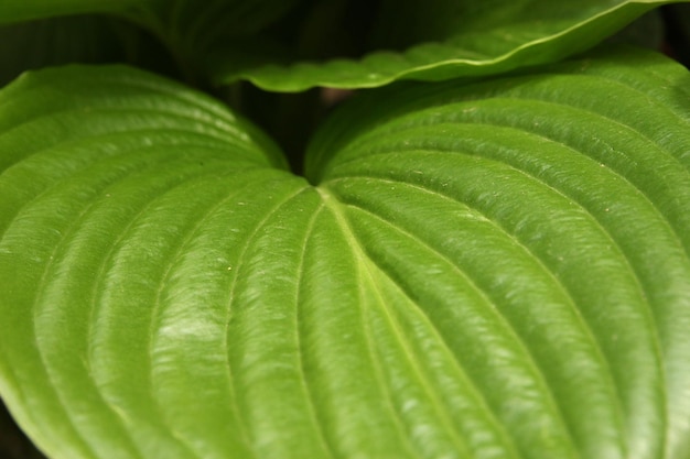 Green flower leaves