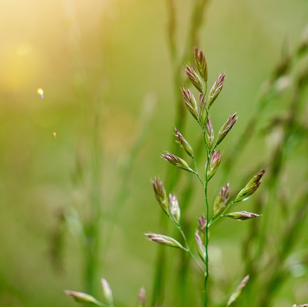 Green flower plant in the garden in the nature,  plants in summer