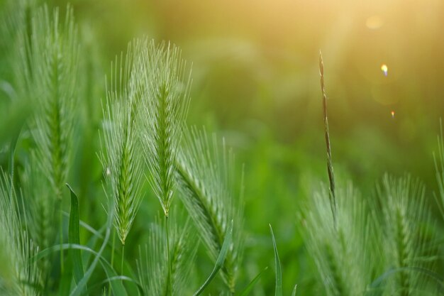 green flower plant in the nature in summer