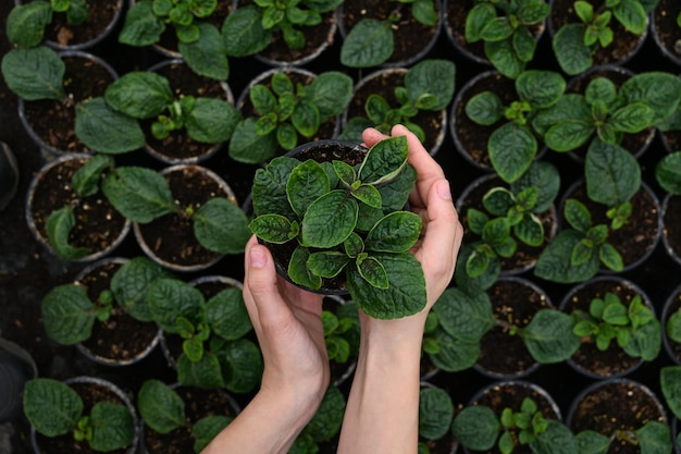 Green flower seedling top view Female florist work with houseplant in pot Woman holding flower pot in hand