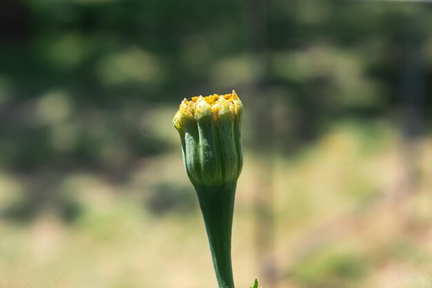 a green flower with yellow petals that is blooming