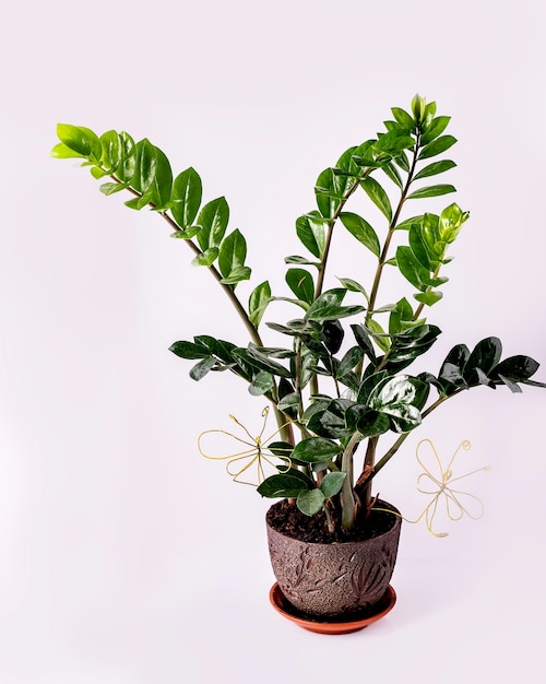 Green flower of the Zamiokulkas houseplant or Dollar tree growing in a brown clay pot