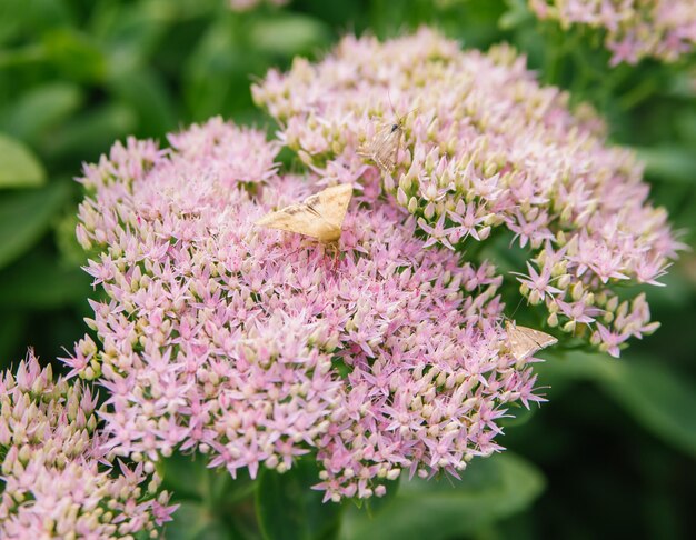 A green flowering bush of the Sedum telephum plant Garden and landscape decoration Soft pink flowers closeup Butterflies sit on flowers