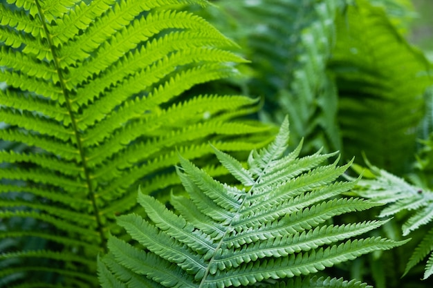 Green flowering fern in spring time at forest