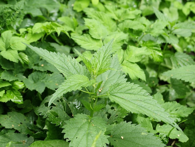 Green flowering nettle bush in nature