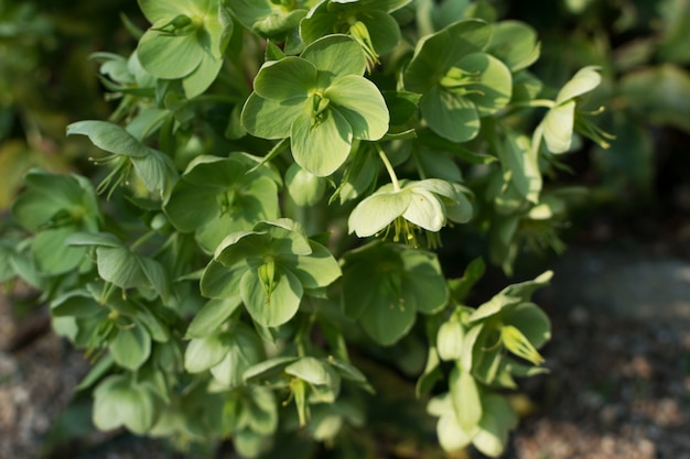 Green flowers of helleborus lividus or helleborus dumetorum