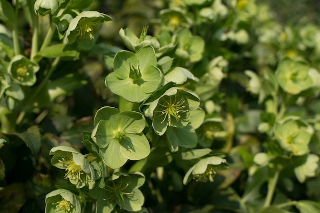 Green flowers of helleborus lividus or helleborus dumetorum