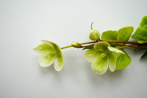 green flowers on a white background