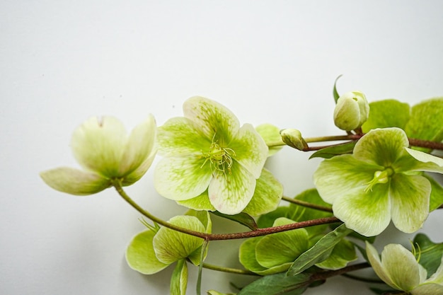 green flowers on a white background