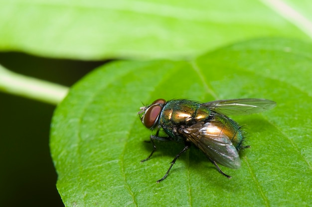 Green fly macro