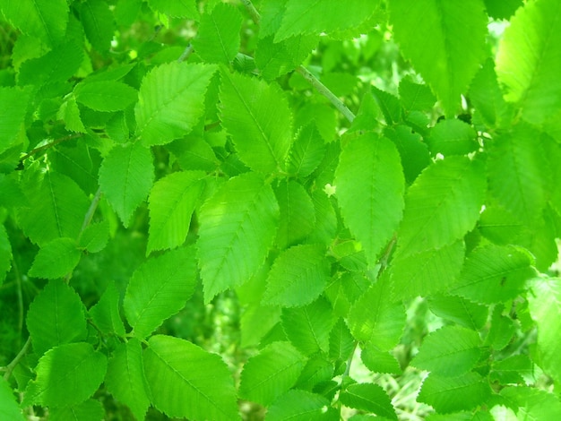 Green foliage background photo