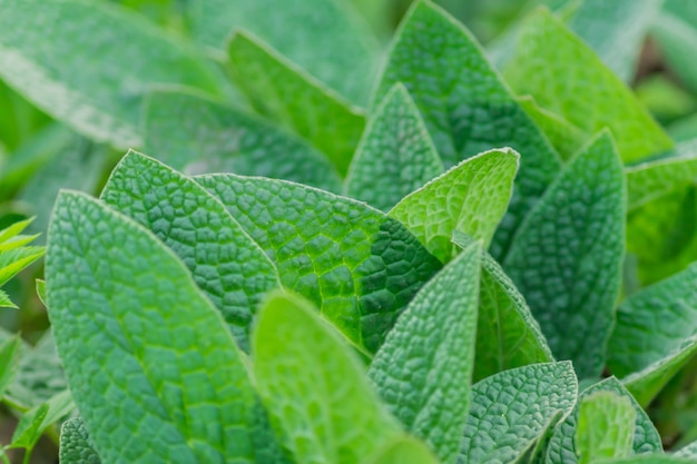 Green foliage background texture. clsoe up of growing leaves