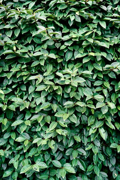 Green foliage on an evergreen bush closeup