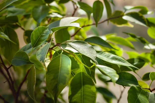 Green foliage of ficus bush The play of sunshine