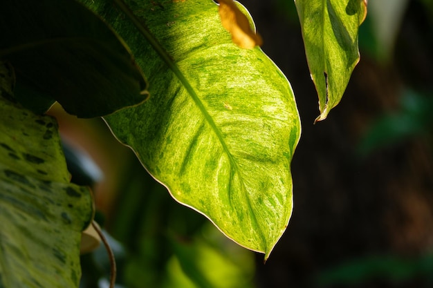 a green foliage leave background