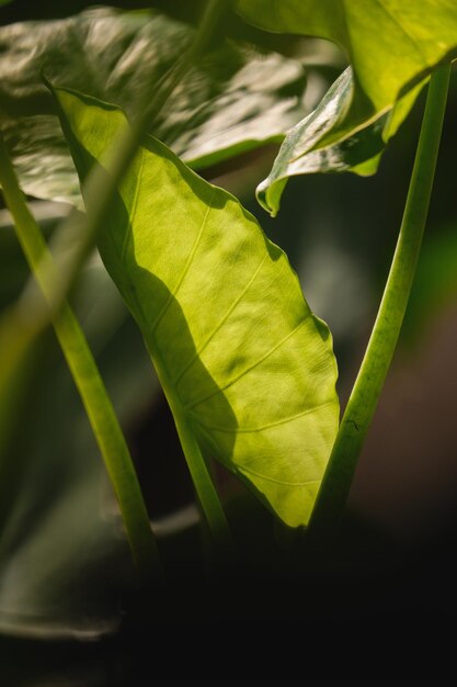 a green foliage leave background