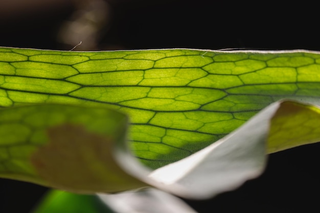 a green foliage leave background