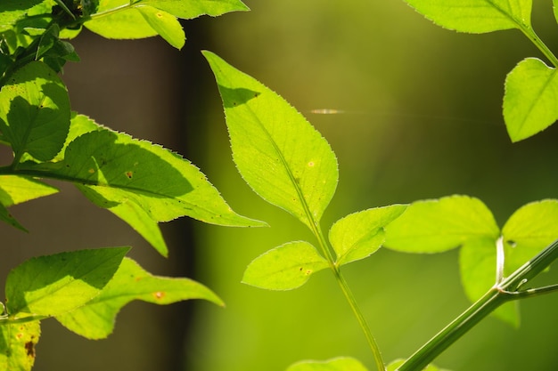 a green foliage leave background