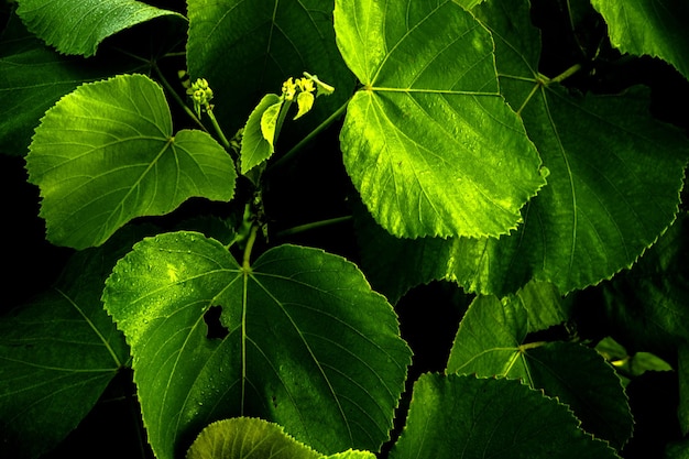 Green foliage macro nature background