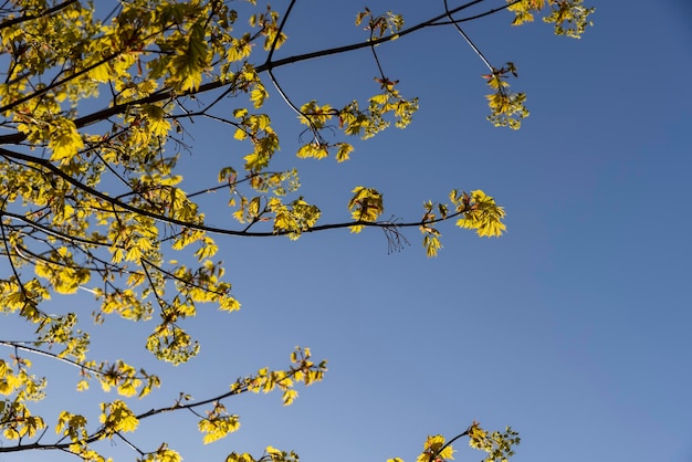 green foliage on a maple tree in spring bloom beautiful greentinged leaves on maple trees in spring