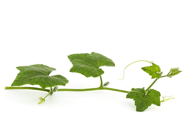 Green foliage of pumpkin isolated on white background