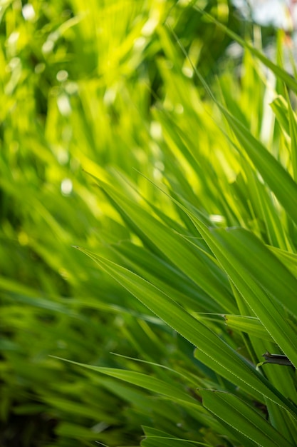 Green foliage in the sun with selective focus