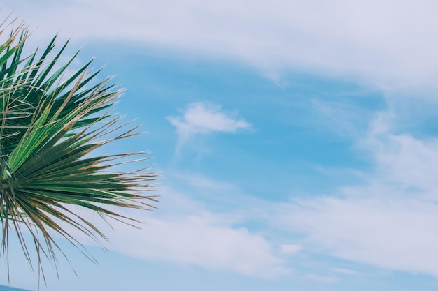 Green foliage of tall palm trees on background of the sky Livistona Rotundifolia or fan palm Place for text