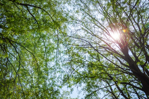 Green foliage, tree and soft light in forest autumn