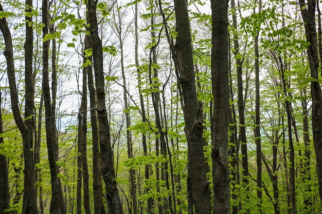 Green forest background