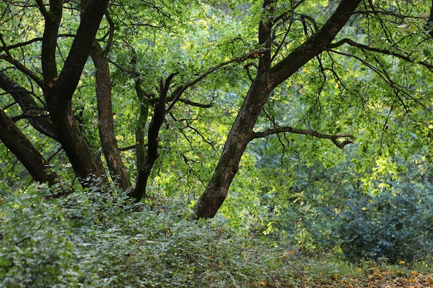 Green Forest on a bright sunny day