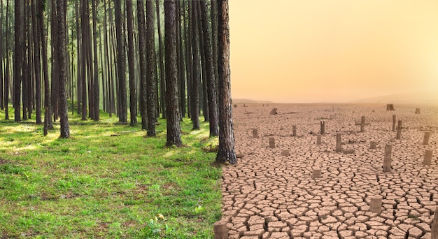 Green forest and Dry land with cutted tree