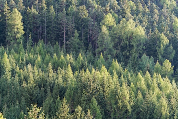 Green forest of fir and pine trees landscape.