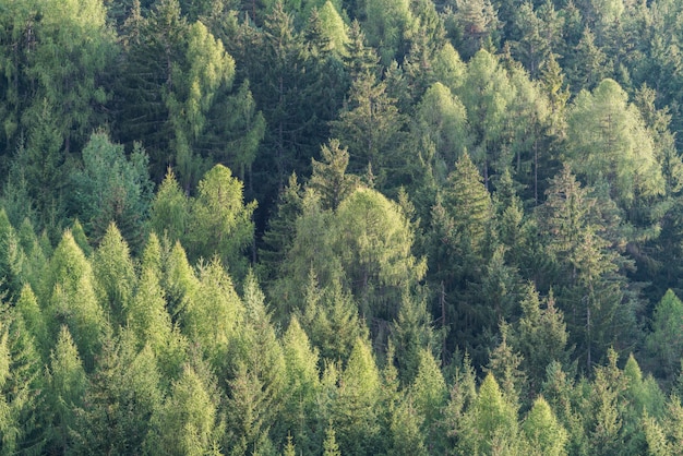 Green forest of fir and pine trees landscape.