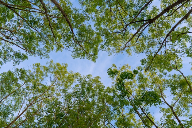 Green forest, Hevea brasiliensis trees top leaf in sky background taken from below.