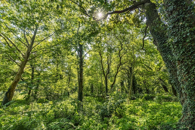 Green forest landscape background at sunrise. Ecology nature concept, freedom greenery scenic