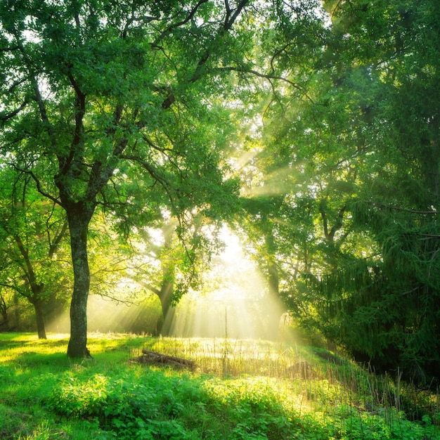 Green forest landscape background at sunrise.