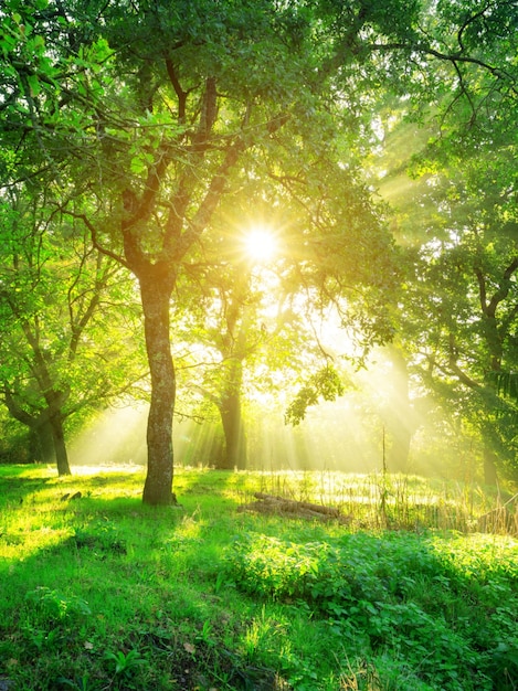 Green forest landscape at sunrise.