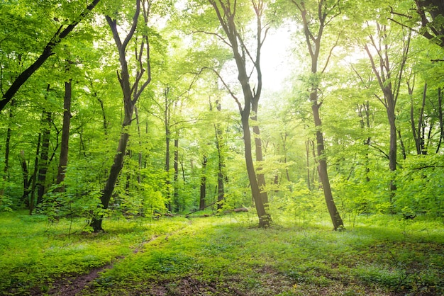 Green forest landscape with trees and sun light going through leaves